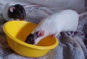 Kaly and Ceres