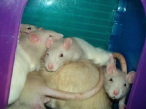 Goliath and Boys