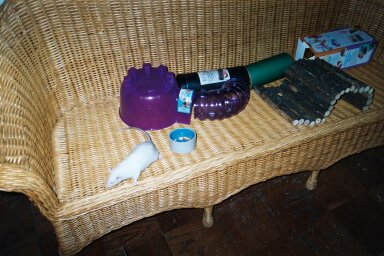 Raphael  in his play area.