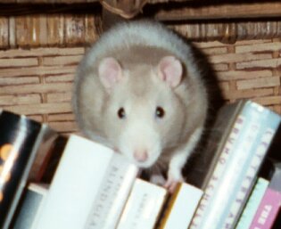 Remy.  Photo by Catherine Graf