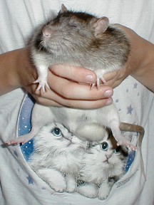 Templeton