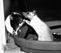 Rat Boxing