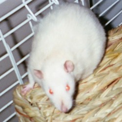 Bijou