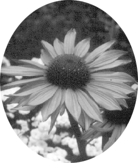 Echinacea Blossom