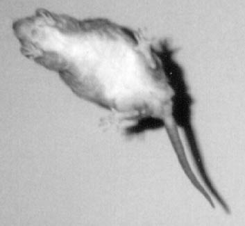 Flying Rat
