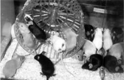 Mice with wheel