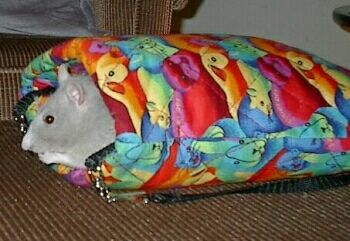 Hoody enjoying the Couch Pouch (copyright 2001 Kristin Johnson)