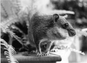 Sara with full pouches-- side