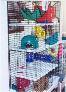 Super Pet Medium Ferret Cage