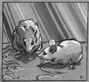 Old mouse and little mouse (Copyright 2002 Cutter Hays)
